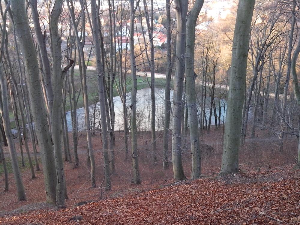 pohled na rybník Ve Hvězdě přes bučinu ve svahu od Letohrádku