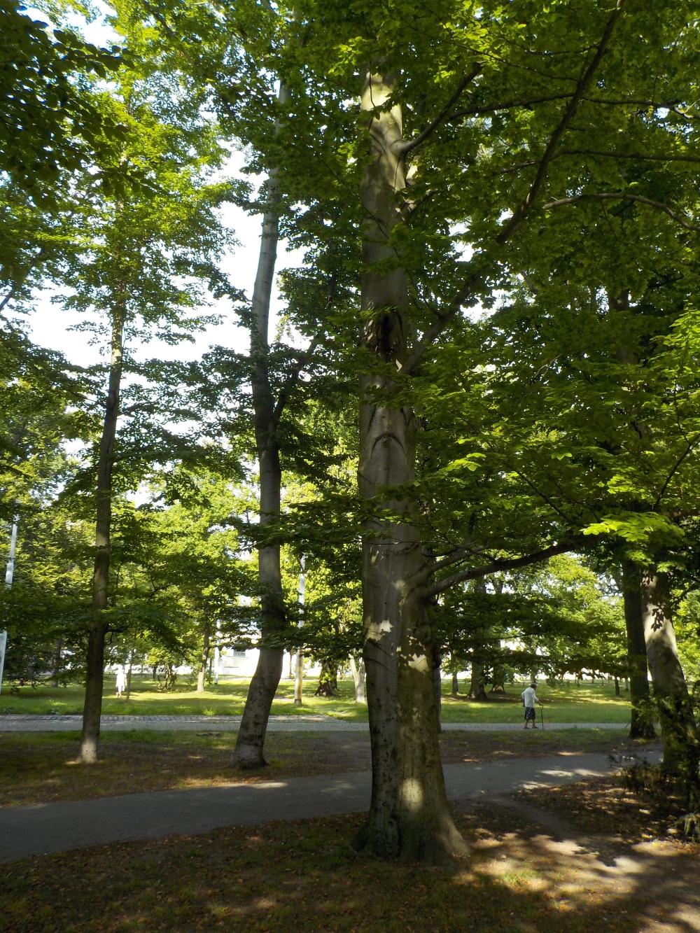 potvrzený úkryt netopýrů ve stromové dutině ve Stromovce (foto Eva Cepáková)