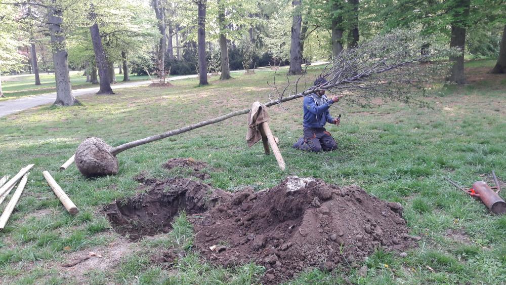 3122389_Nové výsadby v okolí Planetária, Bukovky a restaurace Vozovna – jaro 2020