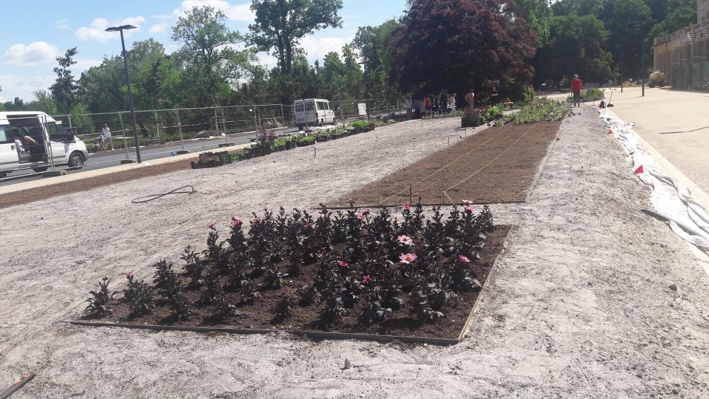 Rekonstr. parteru před Šlecht. rest., výsadby a vytyčení výsadeb letniček, podélné záhony (2.6.2020)