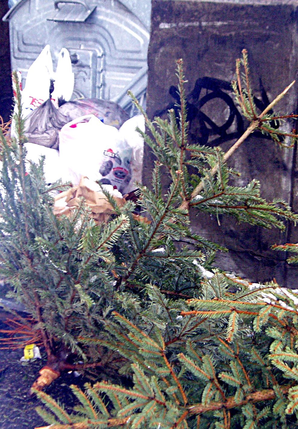 Ilustrační foto – odložené vánoční stromky