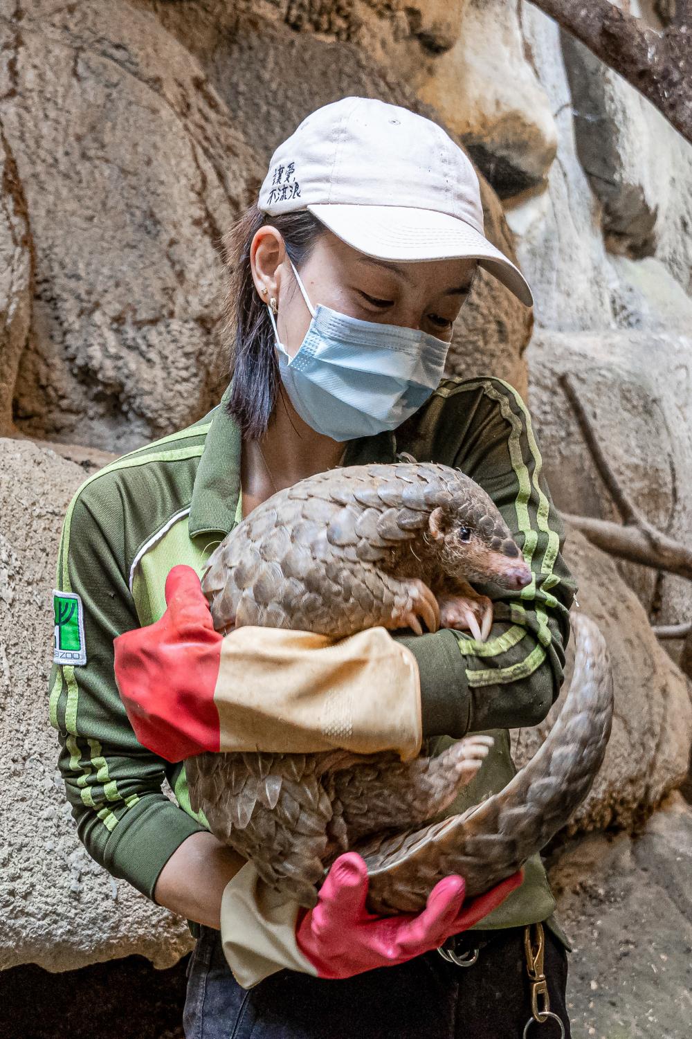Chovatelka luskounů v Taipei Zoo drží samičku Run Hou Tang