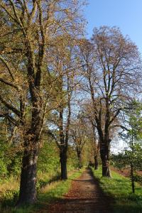 3_jirovcová_alej_propojujicí_Satalickou_bažantnici_a_Vinořský_park