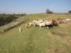 but_hrad_tabule_prokopak_pastva_slavik