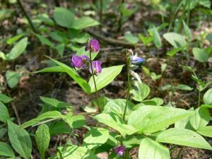 hrachor_lecha_jarni_lathyrus_vernus_jpg