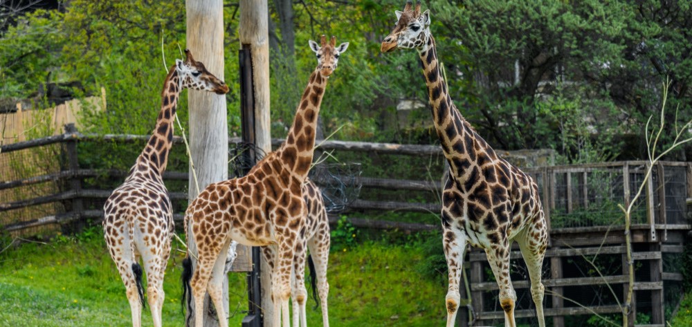 Žirafy v Zoo Praha
