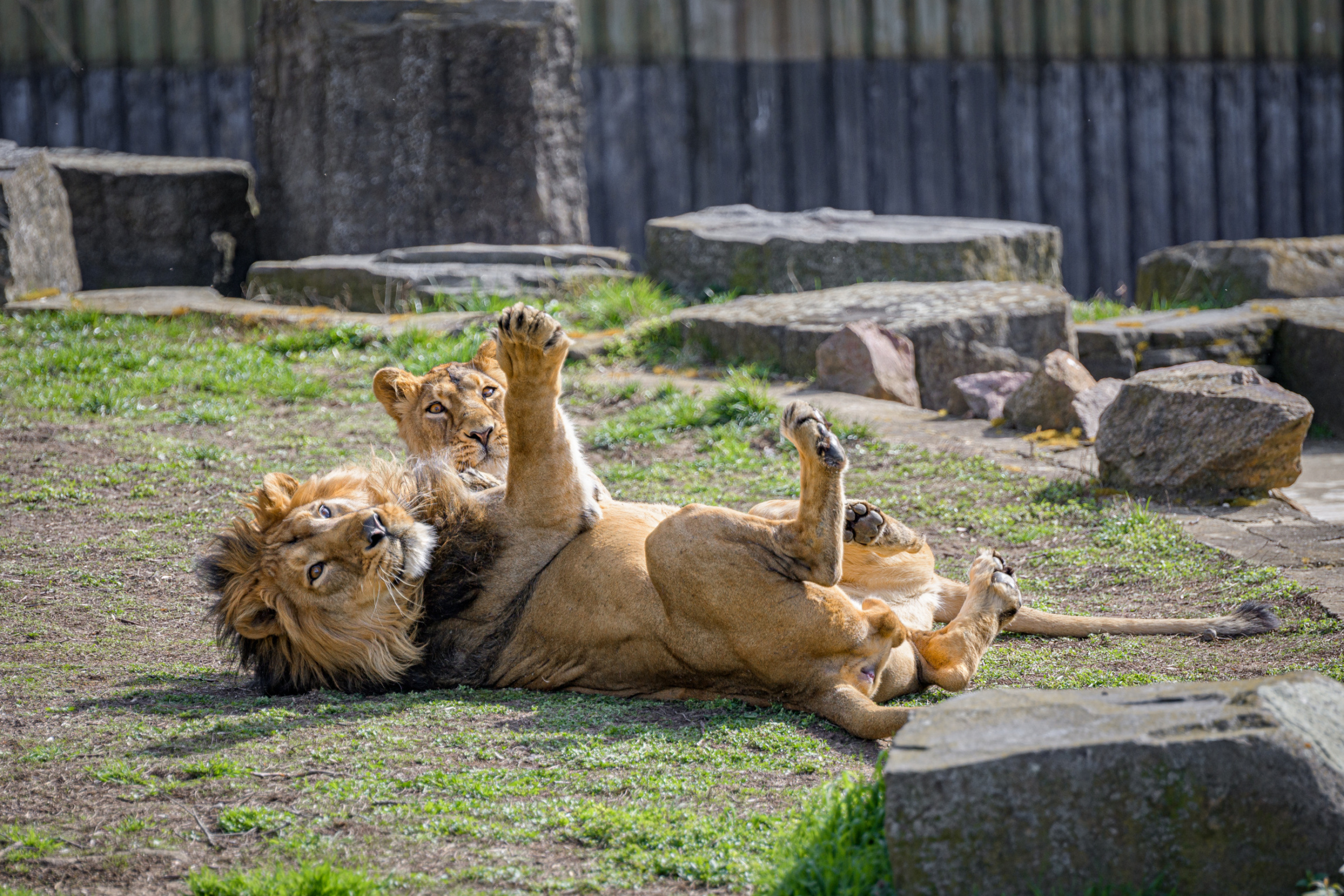 Lev indický, Petr Hamerník, Zoo Praha