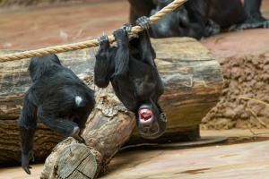 Hry gorilích sester patří aktuálně k nejlákavější podívané v Zoo Praha