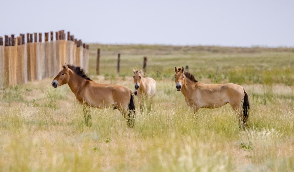 Koně Převalského v Kazachstánu