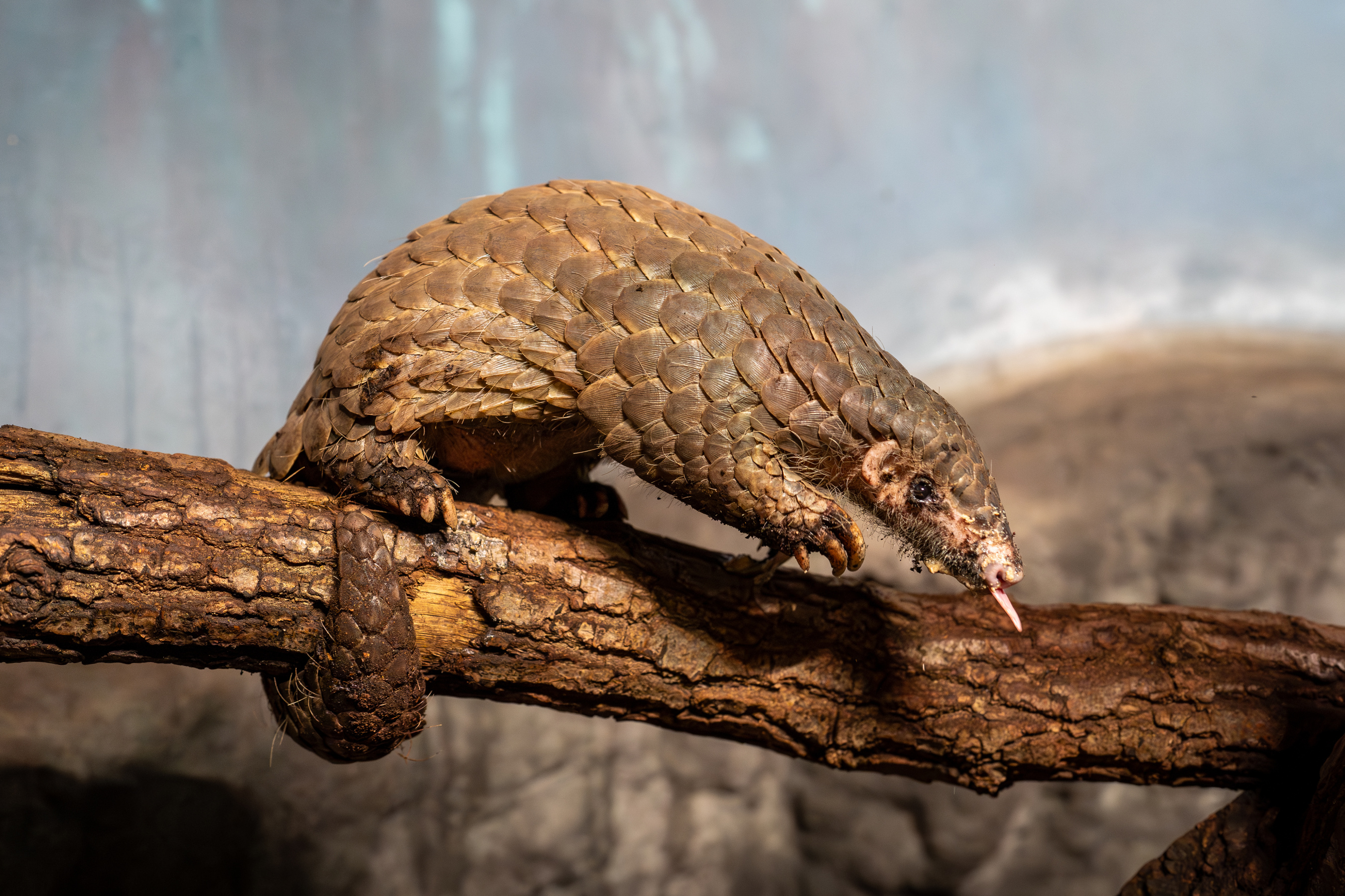 Zoo Praha je první evropskou zoologickou zahradou, která odchovala mládě luskouna