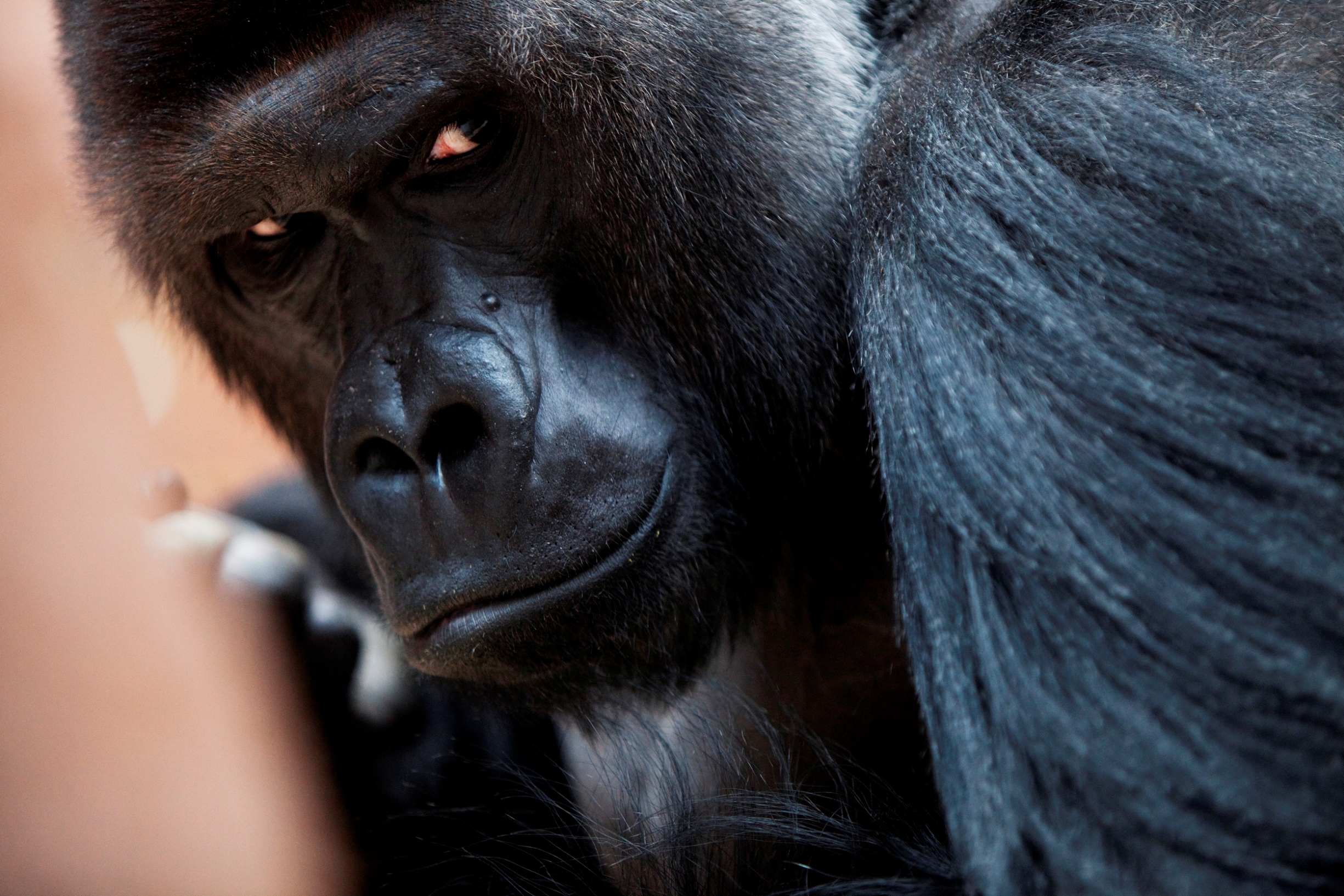 Gorila nížinná, foto: Tomáš Adamec, Zoo Praha