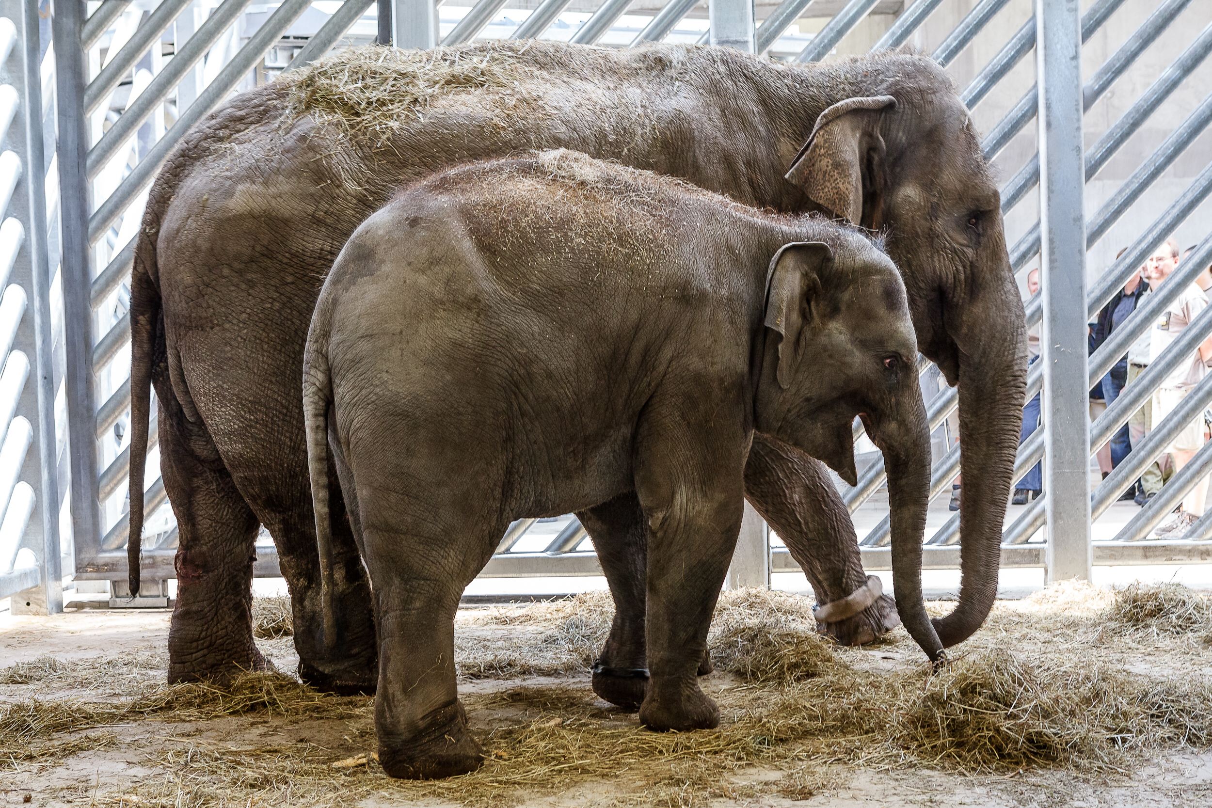 Pražská ZOO přivítá dvě nové obyvatelky slonince původem ze Srí Lanky