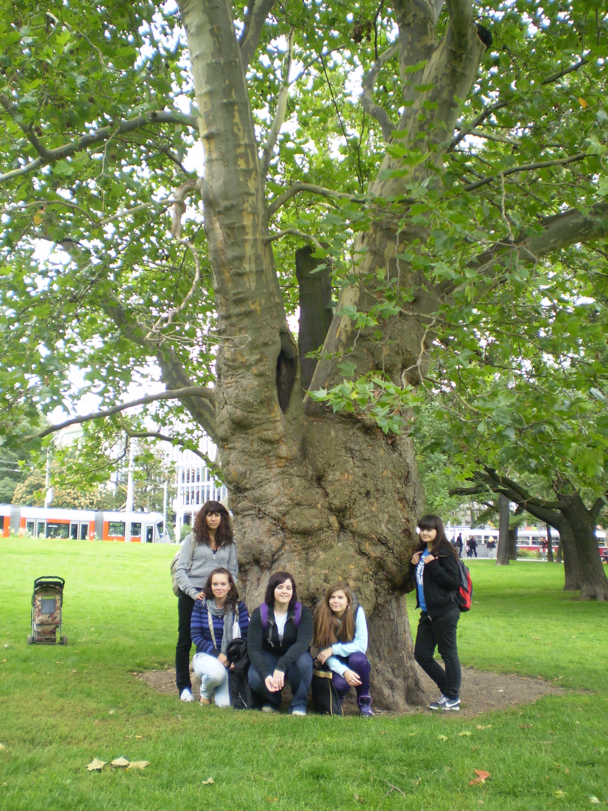 Studenti hledali pražské památné stromy