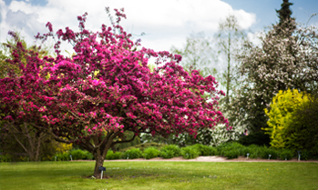 Trojská botanická zahrada nabízí mnoho možností, kde se 1. května políbit