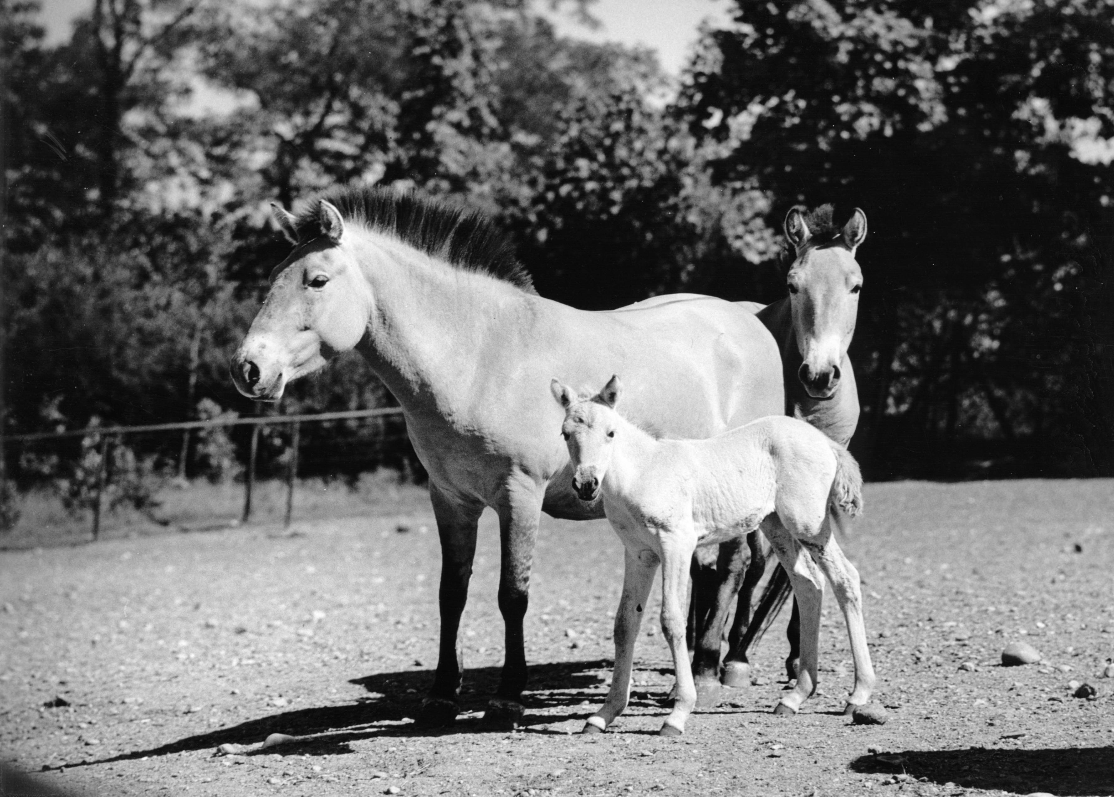 Archivní snímek koně Převalského z roku 1959